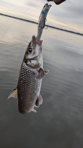 ニゴイの釣果