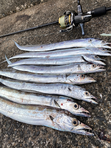 タチウオの釣果