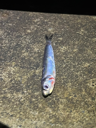 イワシの釣果