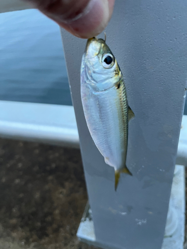 サッパの釣果