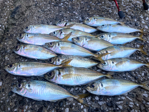 アジの釣果