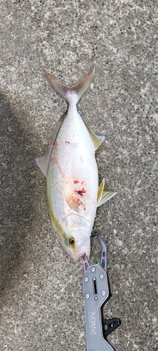 ショゴの釣果