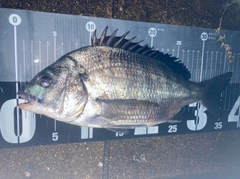 チヌの釣果