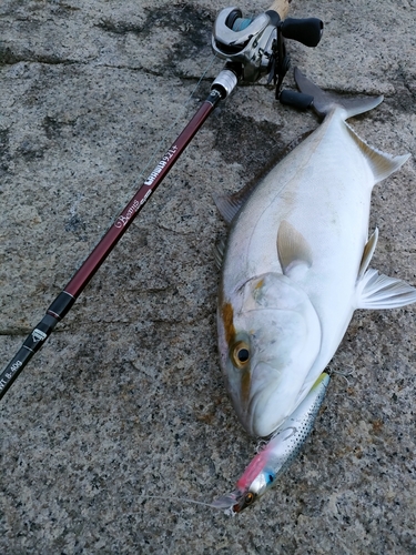 シオの釣果