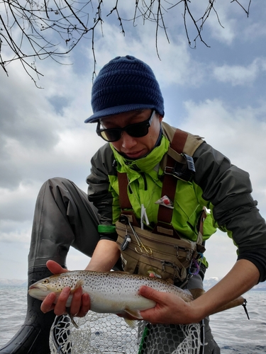 ブラウントラウトの釣果