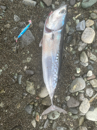 ソウダガツオの釣果