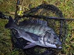 クロダイの釣果