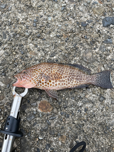 オオモンハタの釣果