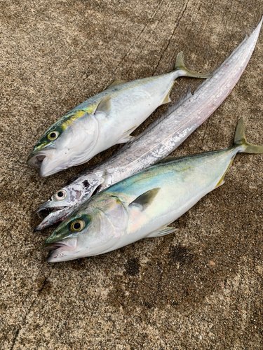 ツバイソの釣果