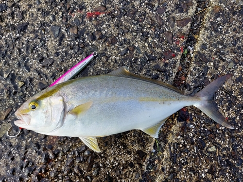 ショゴの釣果