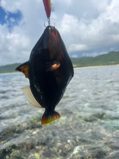 クマドリの釣果