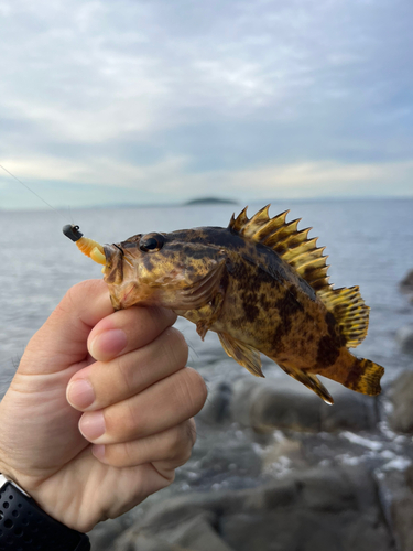 タケノコメバルの釣果