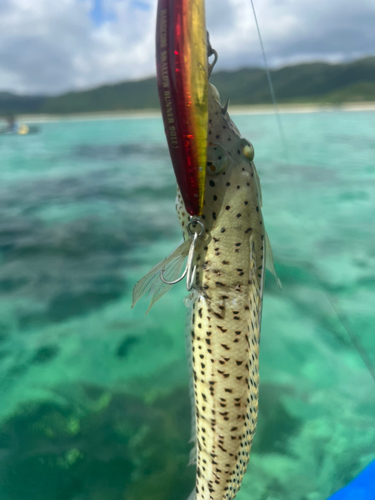 エソの釣果