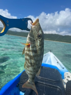 ムネアカクチビの釣果