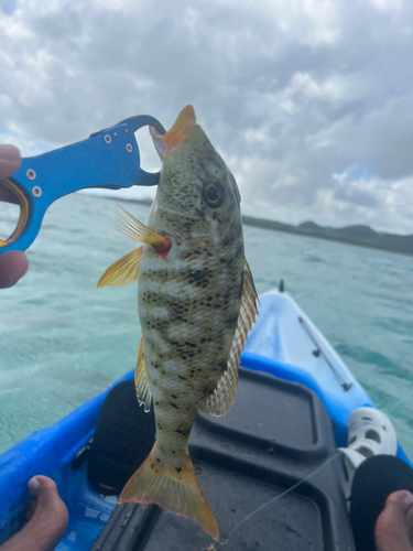 ムネアカクチビの釣果