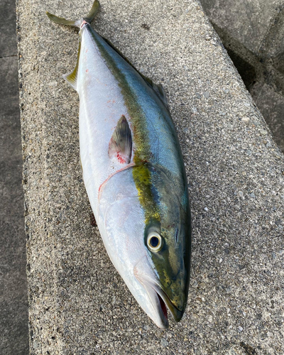 ハマチの釣果