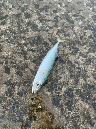 サバの釣果