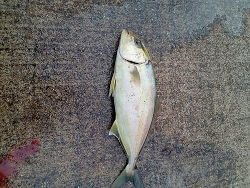 ショゴの釣果