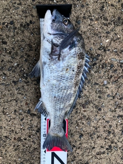 クロダイの釣果