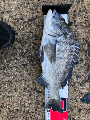 クロダイの釣果