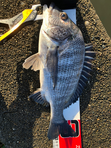 クロダイの釣果