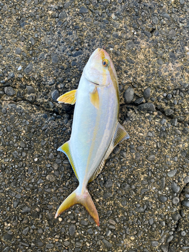 ショゴの釣果