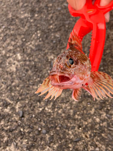 カサゴの釣果