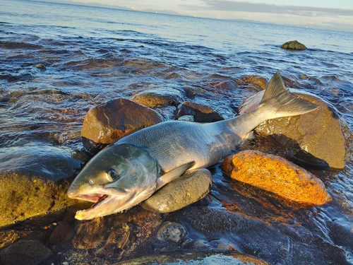 サケの釣果