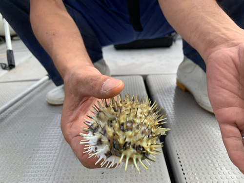 ハリセンボンの釣果