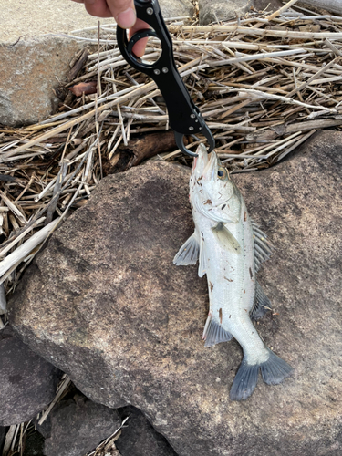 セイゴ（マルスズキ）の釣果