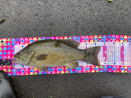 スモールマウスバスの釣果