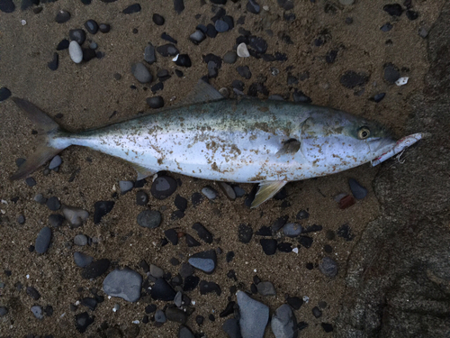 ハマチの釣果