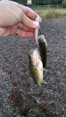 ブラックバスの釣果