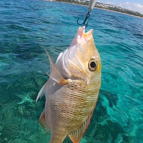 イソフエフキの釣果