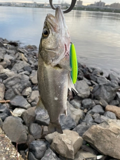 シーバスの釣果