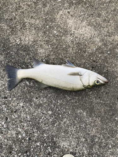 ヒラスズキの釣果