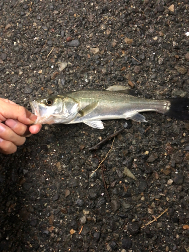 セイゴ（タイリクスズキ）の釣果