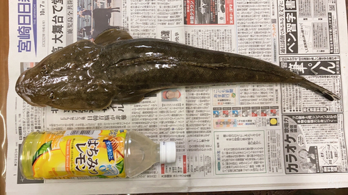 マゴチの釣果