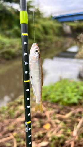 オイカワの釣果