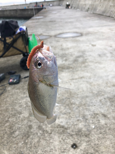 イシモチの釣果