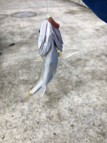 イシモチの釣果