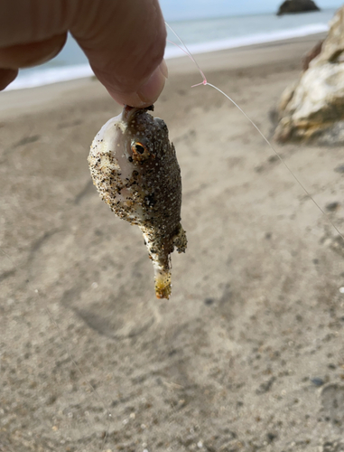 フグの釣果