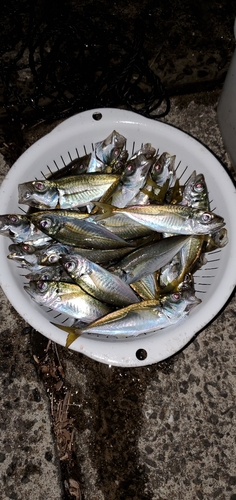 アジの釣果