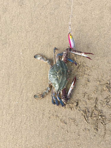 ワタリガニの釣果