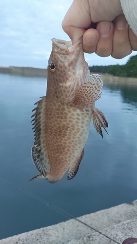 釣果