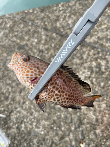 オオモンハタの釣果