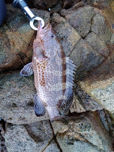 オオモンハタの釣果