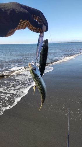 マサバの釣果