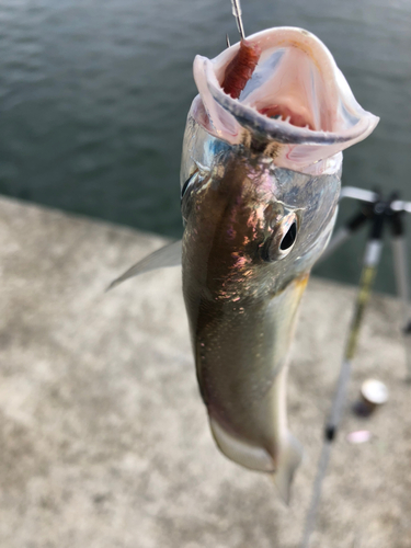 イシモチの釣果