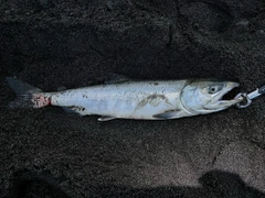 サケの釣果